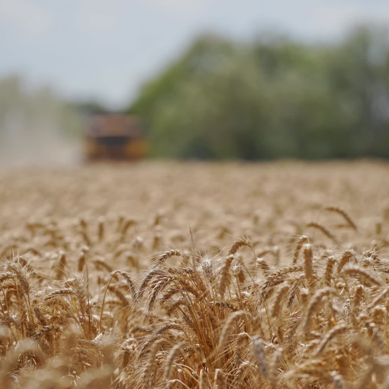 Ripe spikelets on blur field background. Golden field of wheat in the countryside. Food industry concept.