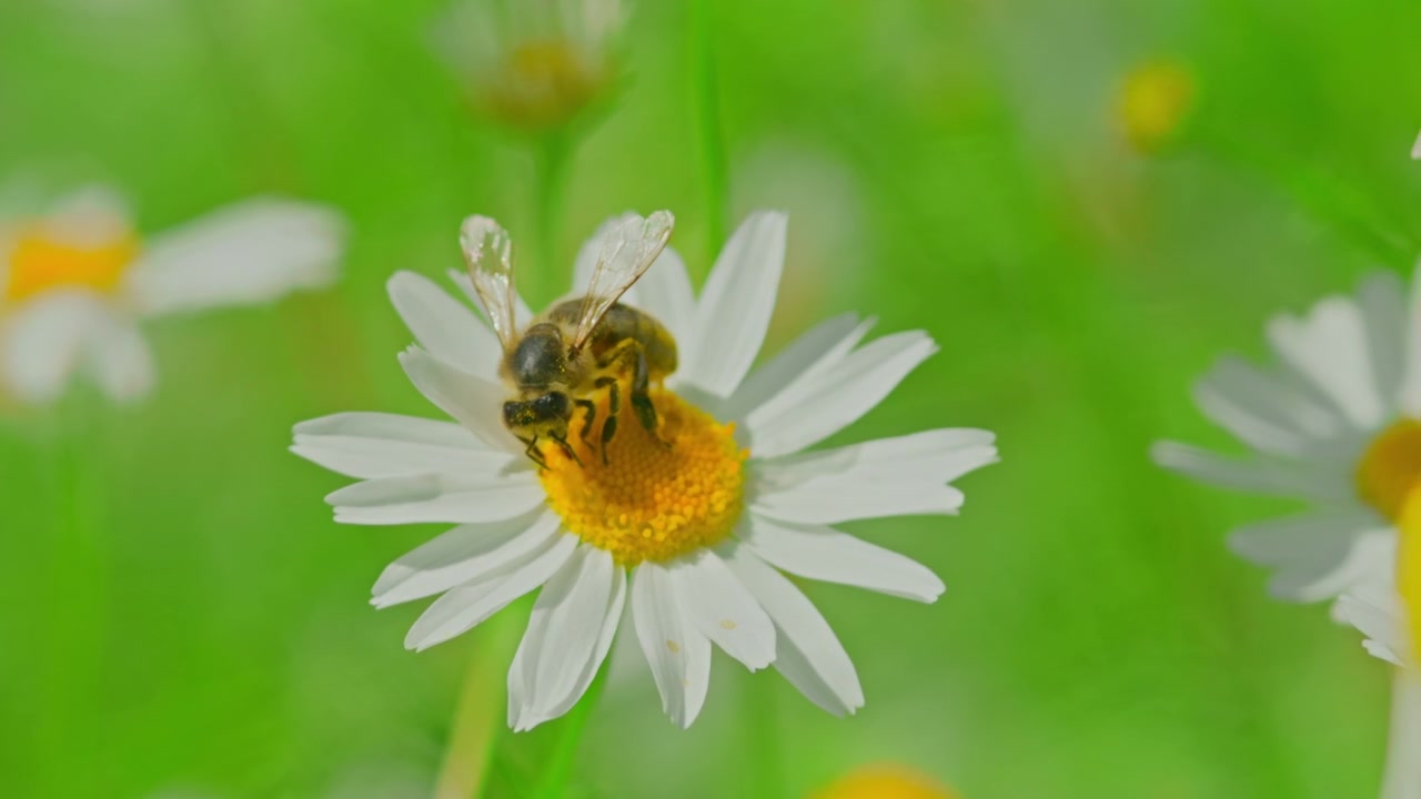 Honigbiene sammelt Pollen auf einer weißen Margeritenblüte