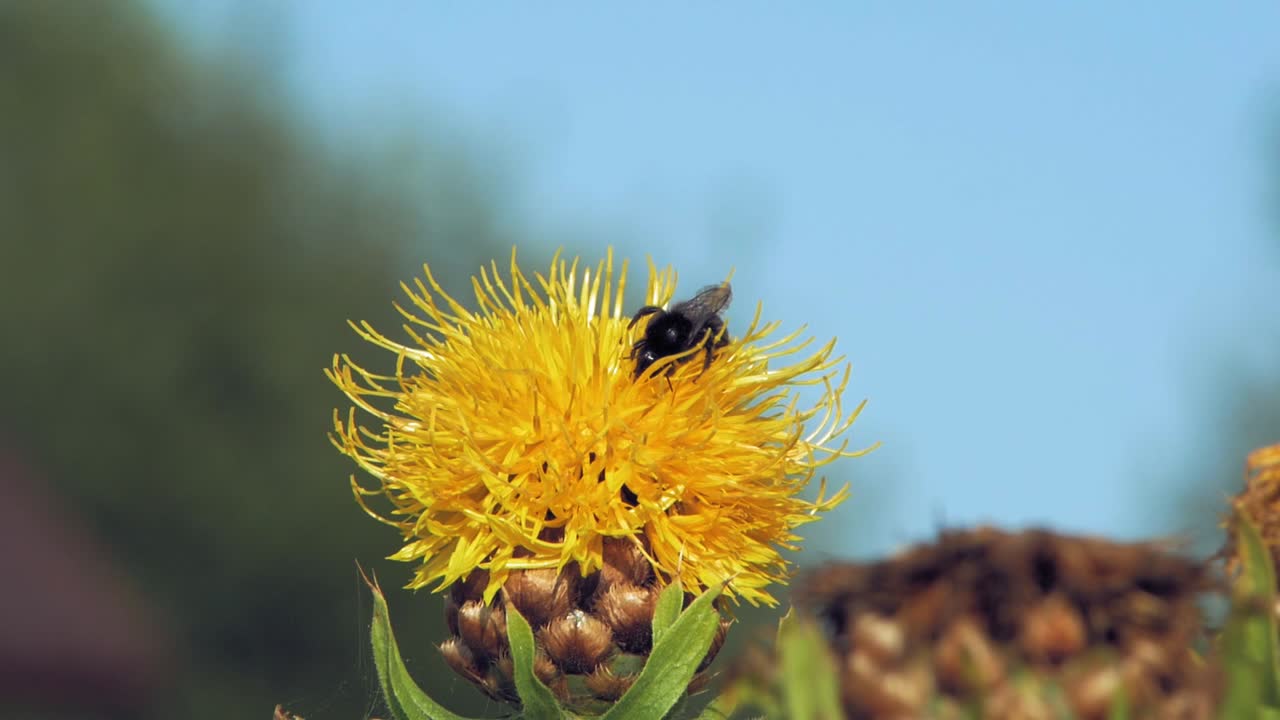 un primer plano macro de un abejorro en una flor amarilla en busca de comida
