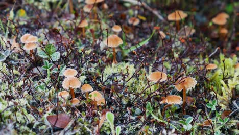 low angle pan right of different toxic mushroom in moss, nature landscape - hiking on glacier burn track in new zealand