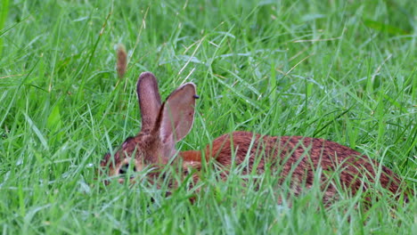 Ein-Wildes-Baumwollschwanzkaninchen,-Das-Das-Lange,-üppige-Grüne-Sommergras-Frisst