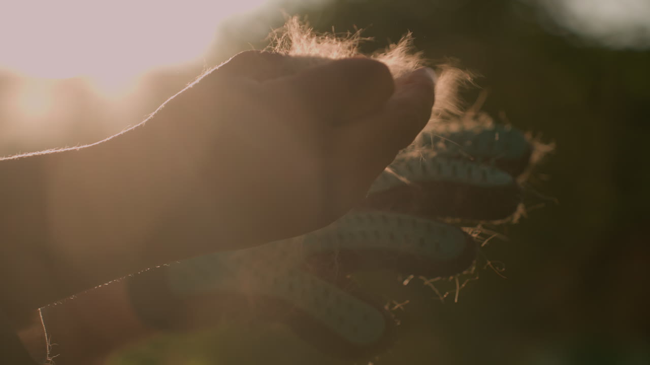 крупный план руки, удаляющей собранную шерсть собаки из перчатки для уборки, с солнечным светом, освещающим волоски шерсти, отбрасывая теплый свет и создавая мягкий боке в размытом фоне