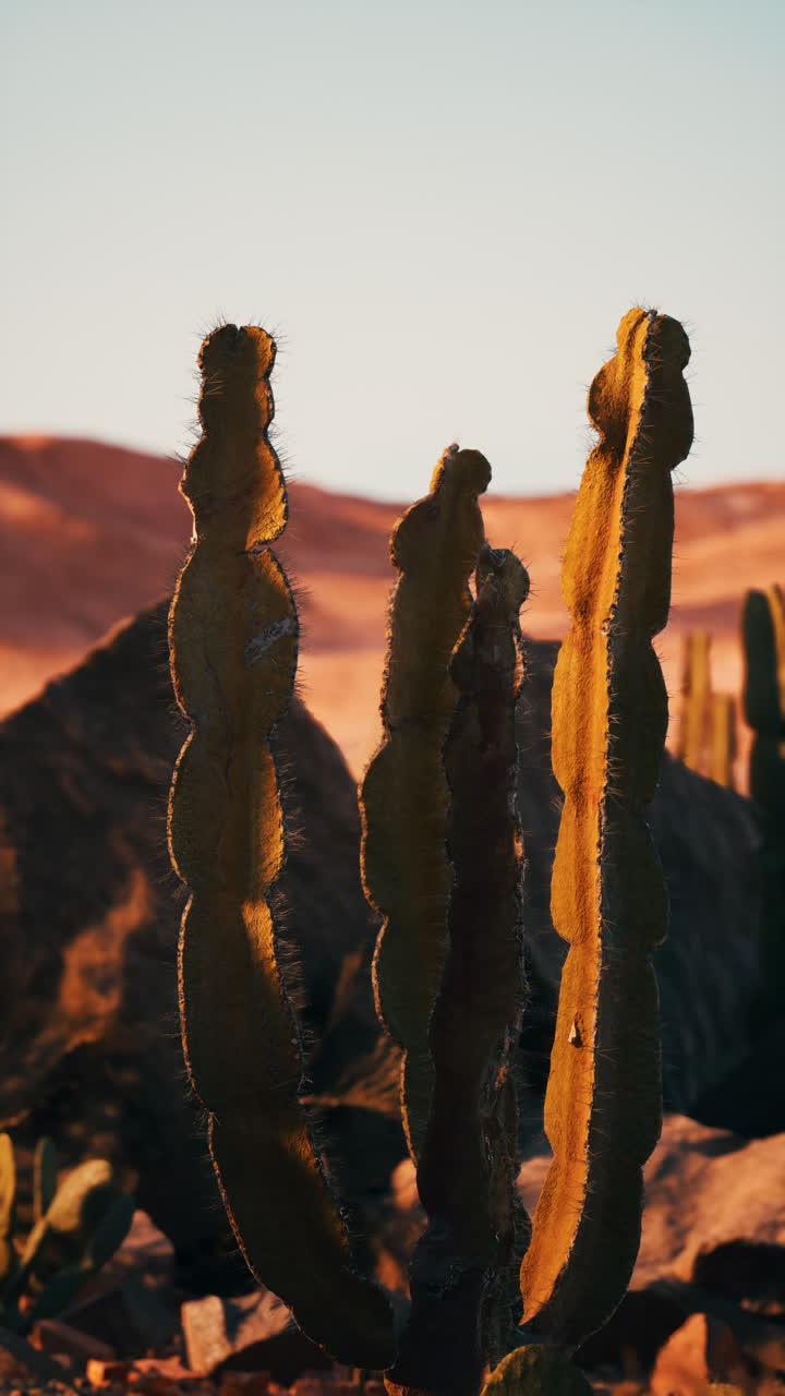 grupo de plantas de cactus en el desierto de monument valley
