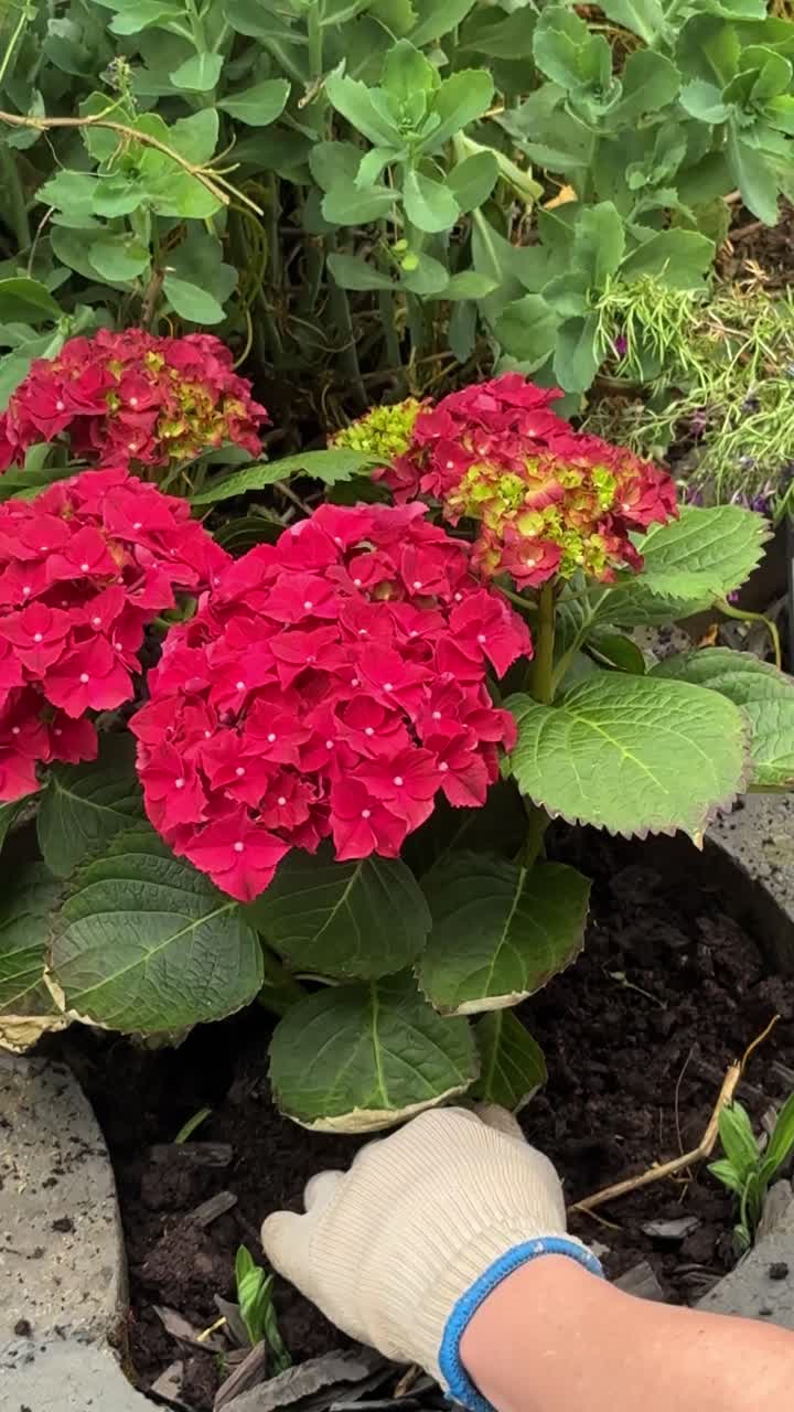 Close-up of a gardener's gloved hand pressing soil around a vibrant red hydrangea (Hortensie) in a large outdoor pot. The shot captures the final step of planting with attention to plant care detail