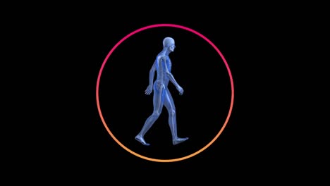 digital animation of a transparent human with skeleton waking