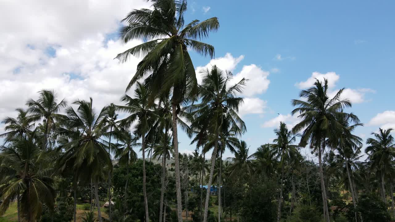 석유 생산 을 위해 코코 을 수확 하기 위해  나무 에 올라가는 사람 의 공중 사진