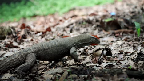 foraging asian water monitor lizard around singapore botanic garden