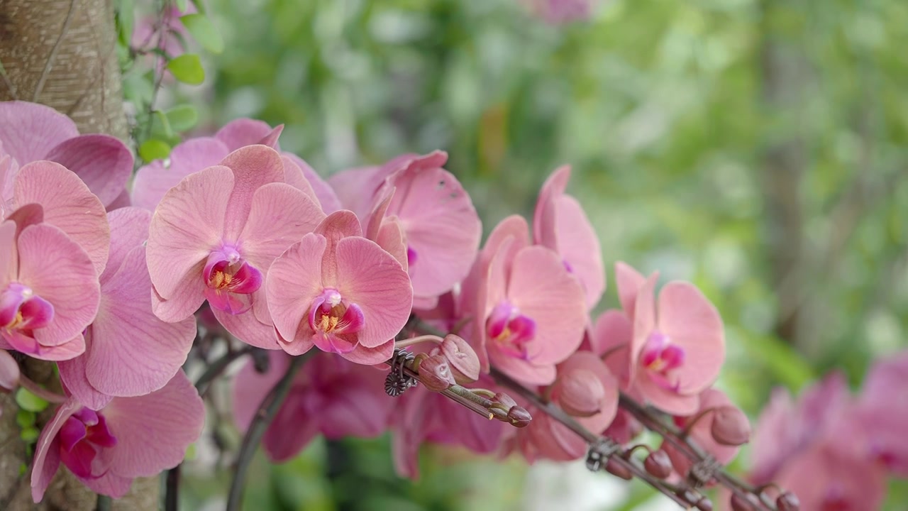 Bellissimi fiori di orchidea rosa che sbocciano su un tronco d'albero