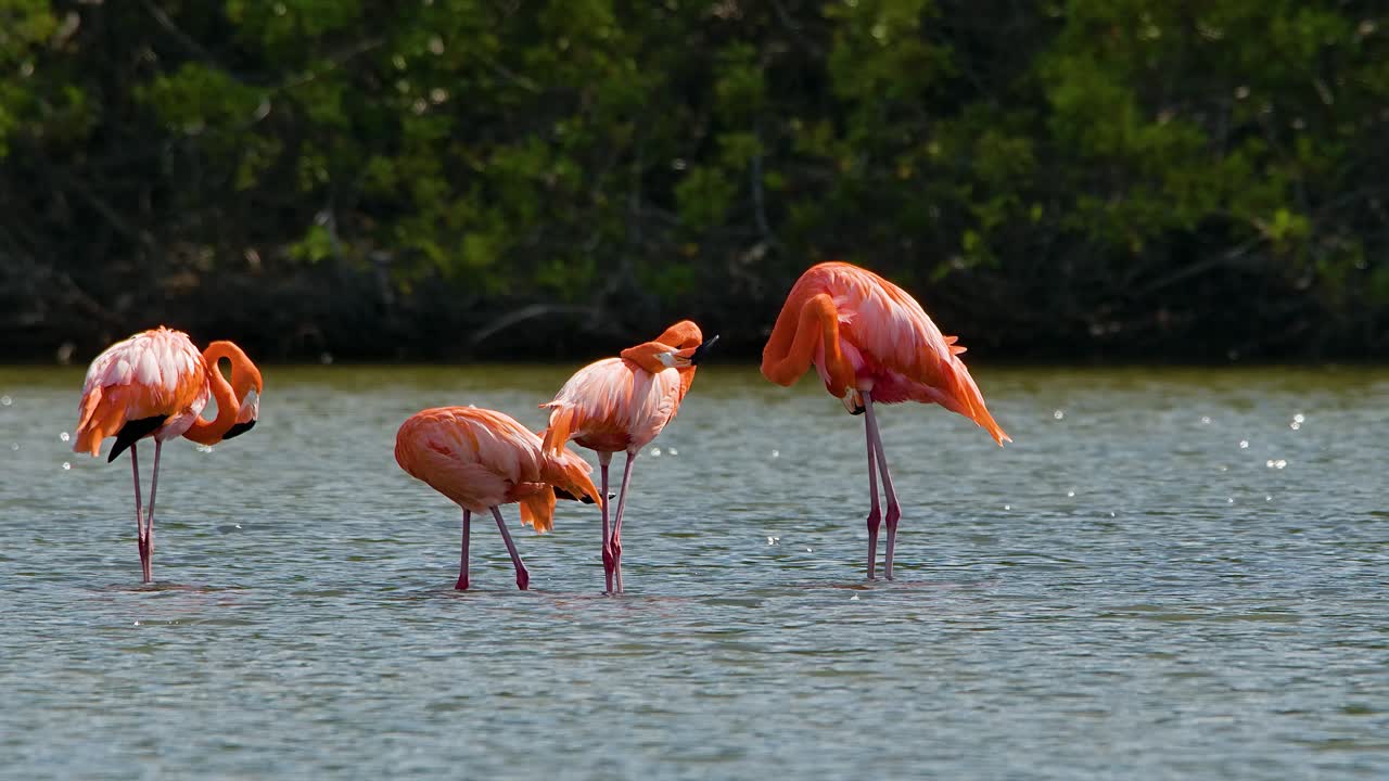 Glorious strong tall falmingo birds preen and clean feathers in slow motion with mangrove tree background