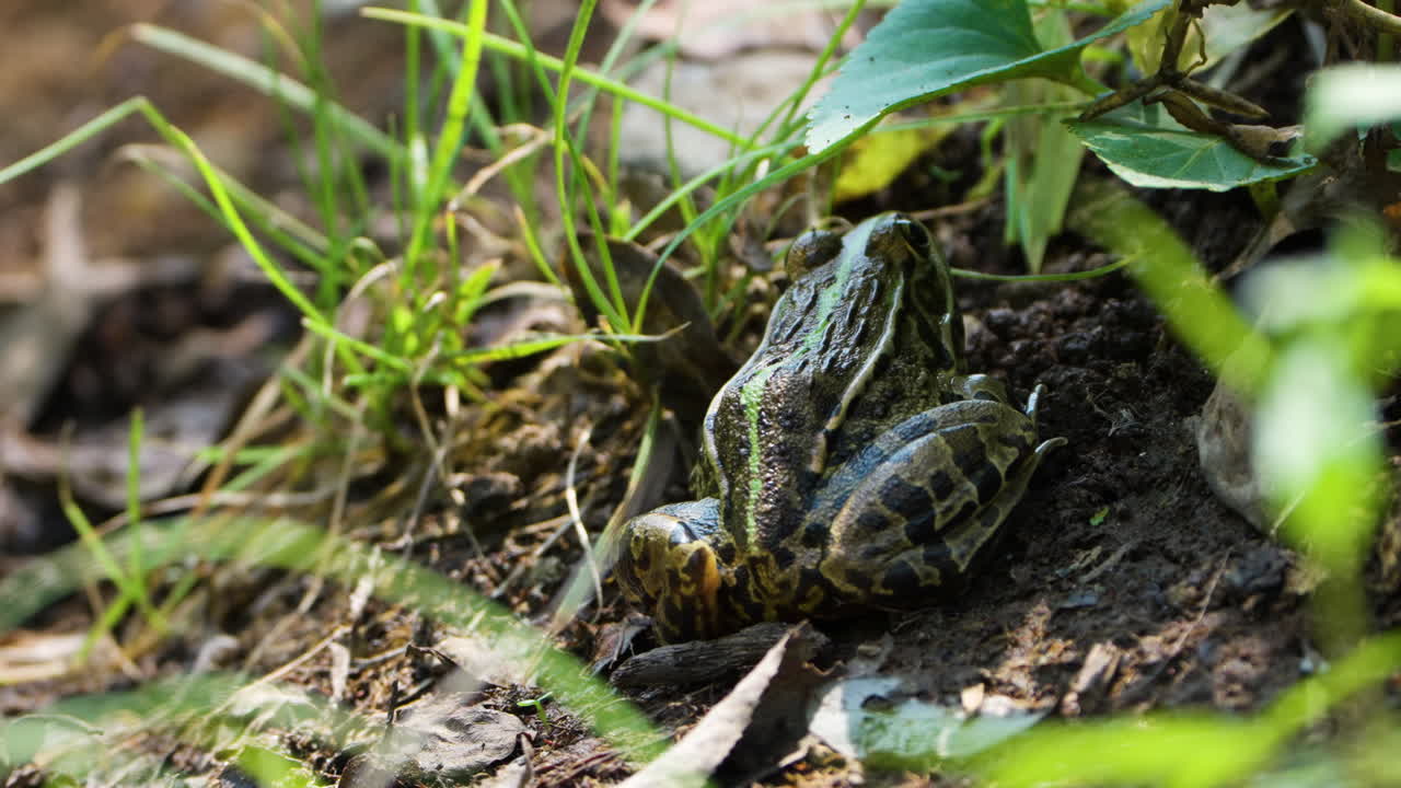 펠로필락스 니그로마쿨라투스 (pelophylax nigromaculatus) 또는 라나 (rana) - 한국 에서  ⁇ 빛 아래 풀 ⁇  에 앉아 있는 진짜 개구리