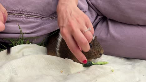 cerdo de indias comiendo verduras