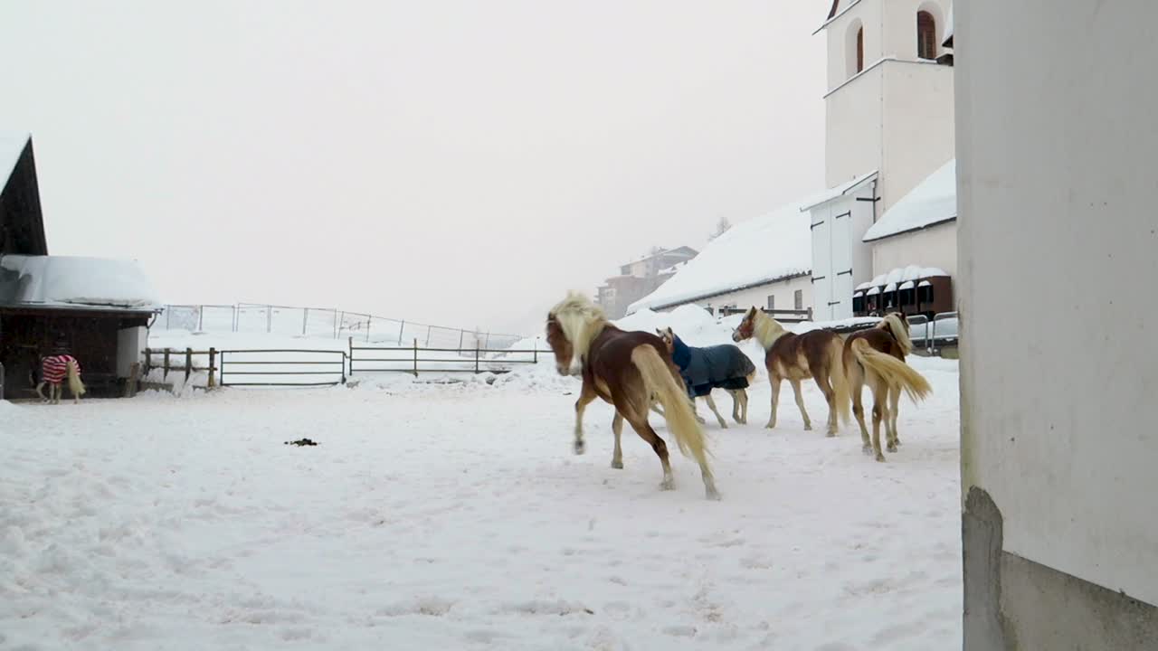 las imágenes muestran varios caballos en un corral, esto está nevando y también está nevando.