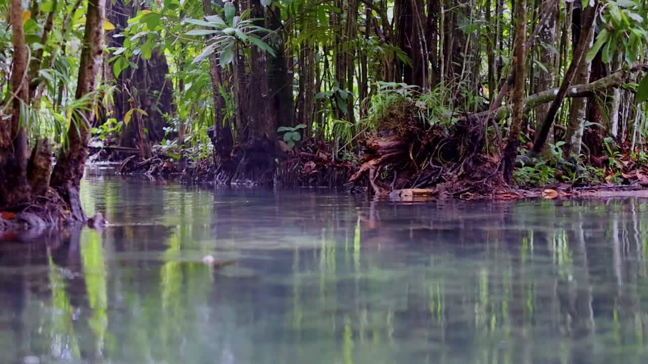 A tranquil stream flows through dense jungle, reflecting lush greenery and twisted roots.