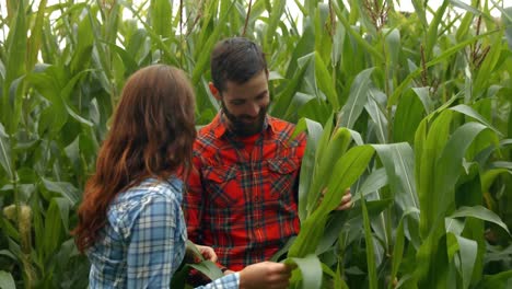 Happy-couple-looking-at-a-corn-plant