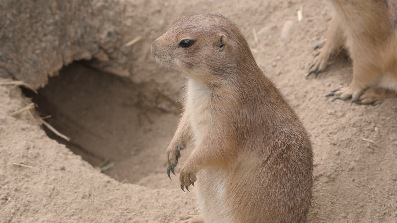 Black-tailed Prairie Dog Standing Outside Its Burrow