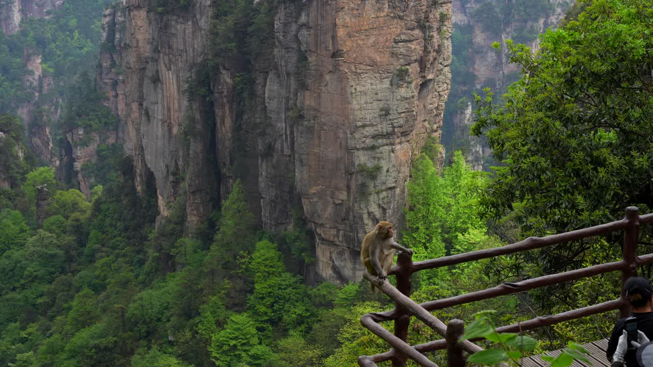 Monkey on a railing with Zhangjiajie's sandstone pillars in background while tourists take photos, China