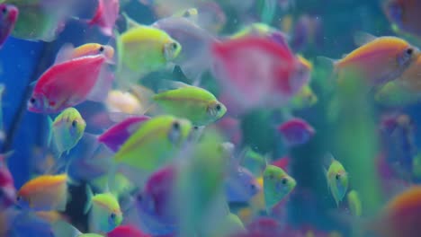 many colorful glofish in aquarium, fluorescently colored genetically modified fish