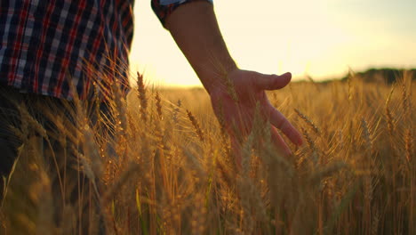 Viejo-Granjero-Caminando-Por-El-Campo-De-Trigo-Al-Atardecer-Tocando-Espigas-Con-Las-Manos---Concepto-De-Agricultura.-Brazo-Masculino-Moviéndose-Sobre-Trigo-Maduro-Que-Crece-En-El-Prado.