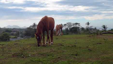 Cinematic-drone-footage-of-a-brown-horse-eating-grass-on-a-field-while-being-surrounded-by-other-horses