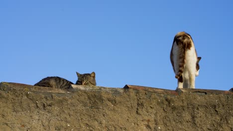 two cats together on top of wall, one stretch