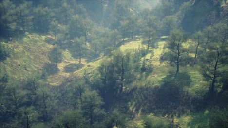 Misty-foggy-mountain-landscape-with-fir-forest