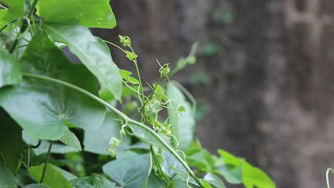 lush green leafy vegetation, copy space