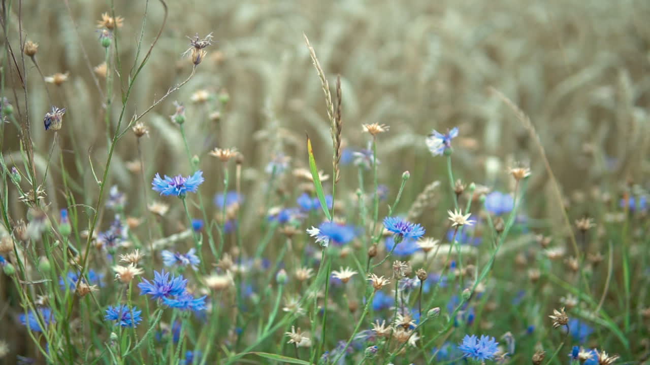 Wildflowers growing along the hedgerows of Kieho Poland