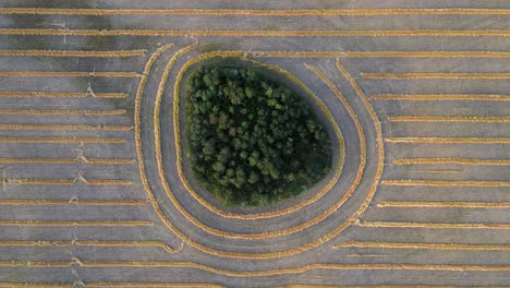 aerial vertical drone view moving sidewards over island of trees within a wheat field in alberta, canada