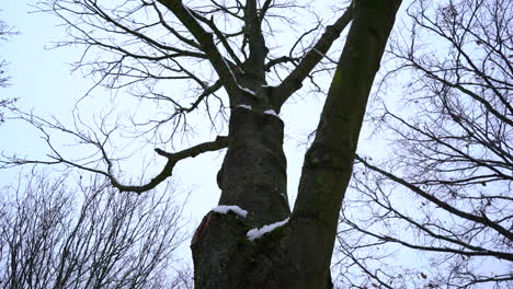 mire hacia la copa de un árbol cubierto de nieve mientras caen gotas