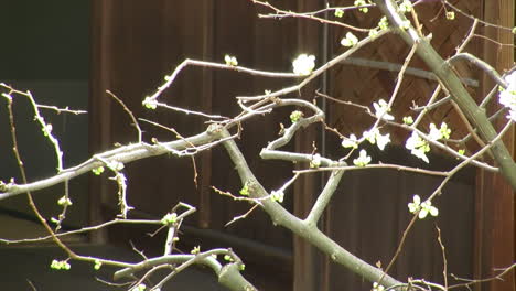 Plume-tree-branches-with-blossoms-pruned-in-the-Japanese-niwaki-style