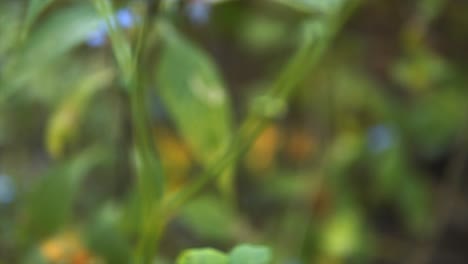 Fondo-De-Tiro-Inclinado-De-Tallo-De-Planta-Verde