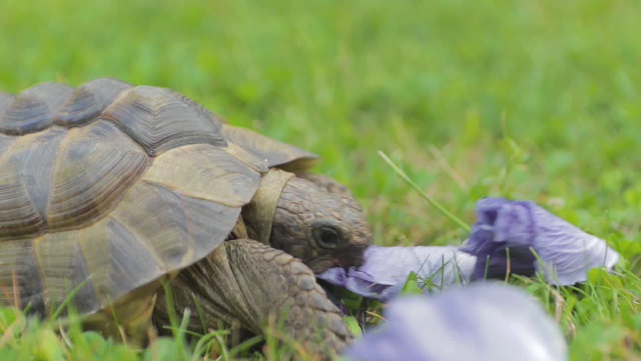 un primer plano de una tortuga mora comiendo hibisco en otro ángulo