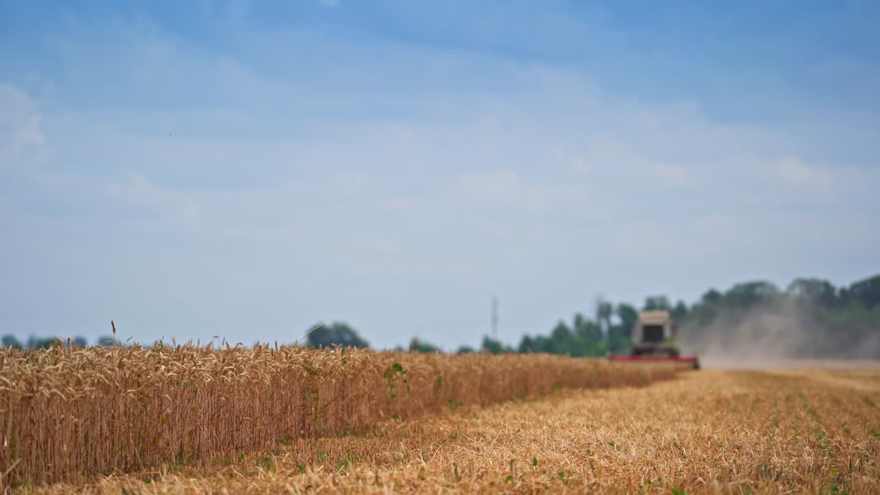 Vast yellow field of ripe wheat under the blue sky. Big harvester working in the distance in blur. Spikelets moving in the wind in half-cut field of wheat.