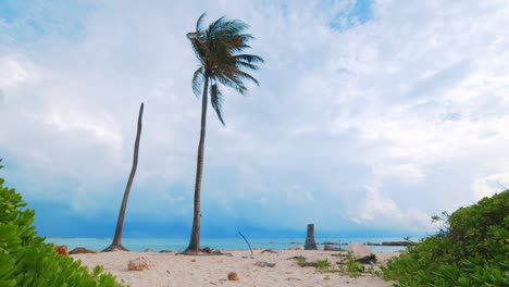 Un-Impresionante-Paisaje-De-Una-Palmera-Que-Sopla-En-El-Viento-Con-Tormenta-En-El-Fondo---Plano-General