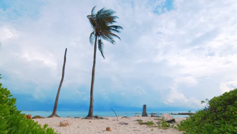 un paisaje impresionante de una palmera soplando en el viento con tormenta en el fondo - toma amplia