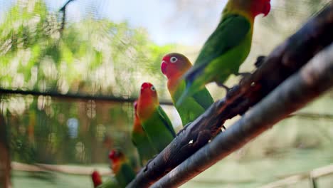 colorful fischer's lovebirds resting on wooden bar, close up, mauritius, africa