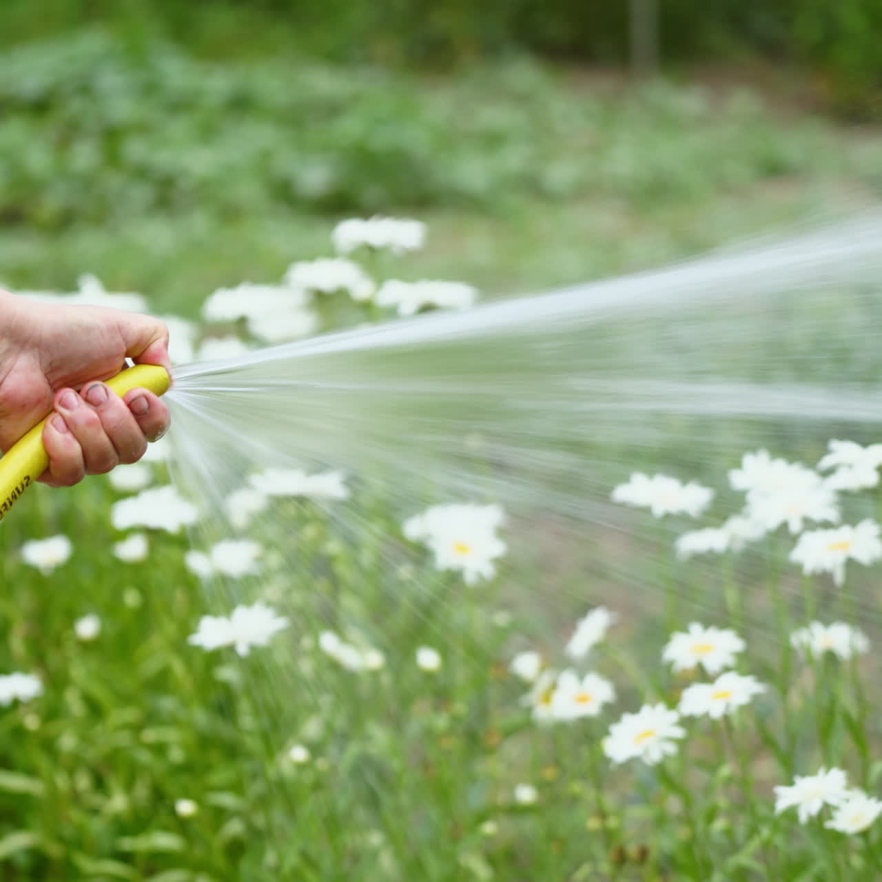 Process of watering white chamomiles in the garden. Woman is pouring water from a garden hose pipe on the flowers. Country rural agricultural scene.