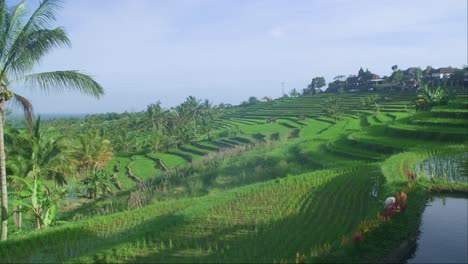 Peaceful-Rice-Fields-of-North-Bali:-Greenery-and-Horizons