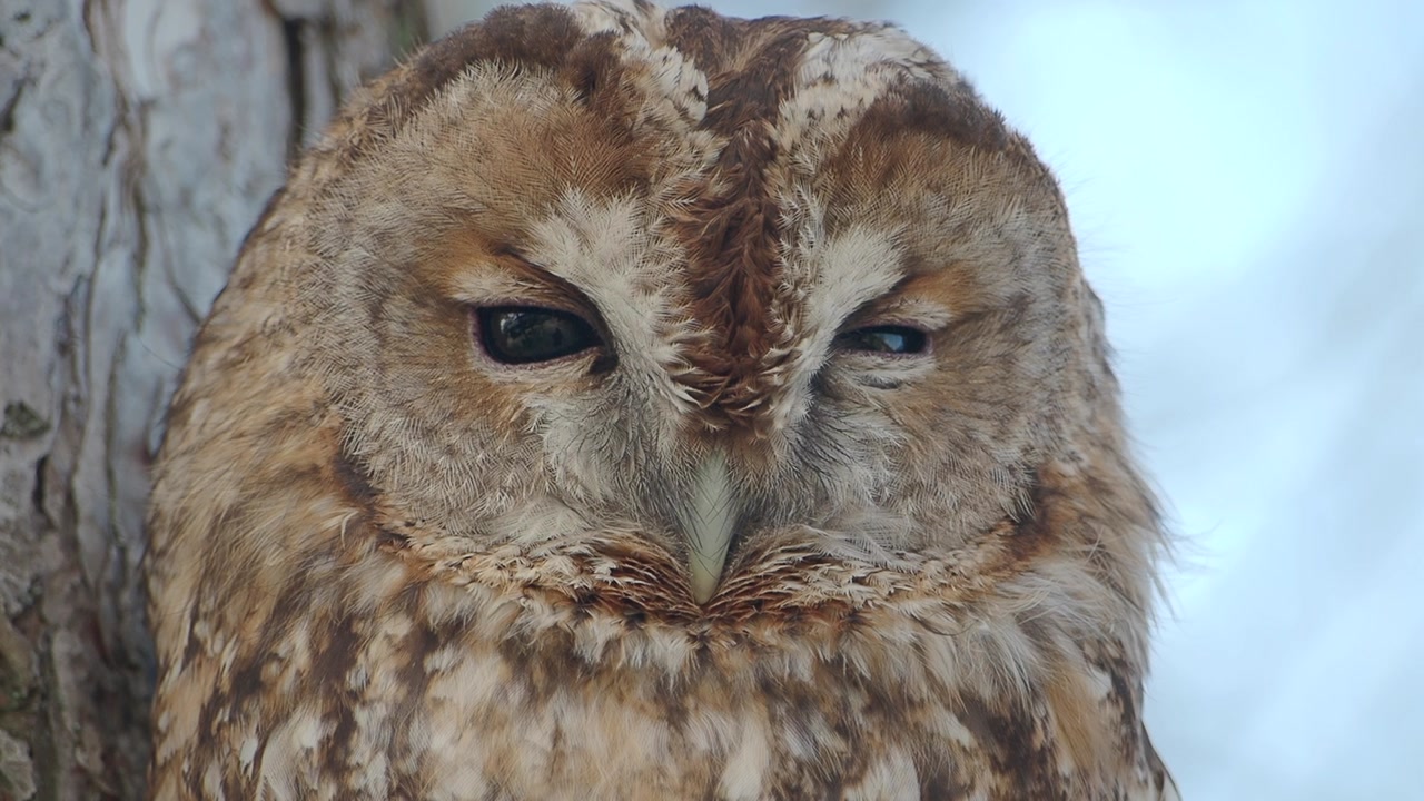 Close-up of a Tawny Owl Blinking Slowly