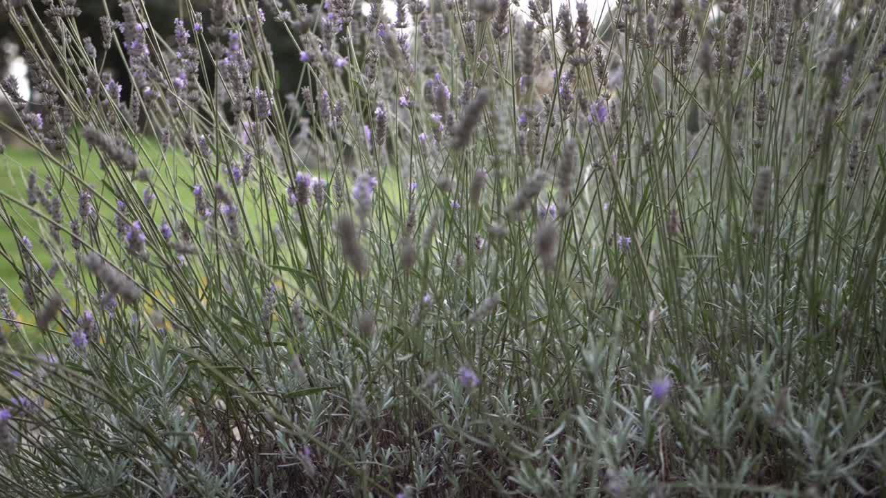 flores de lavanda que crecen en el jardín tiro panorámico medio