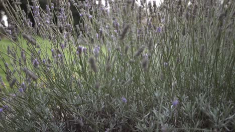 Flores-De-Lavanda-Que-Crecen-En-El-Jardín-Tiro-Panorámico-Medio