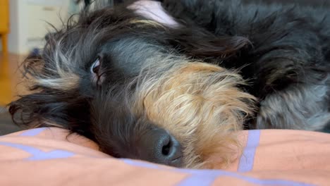 Close-up-of-sleeping-dachshund-dog-on-sofa,-eyes-open-and-moving,-head-on-pillow