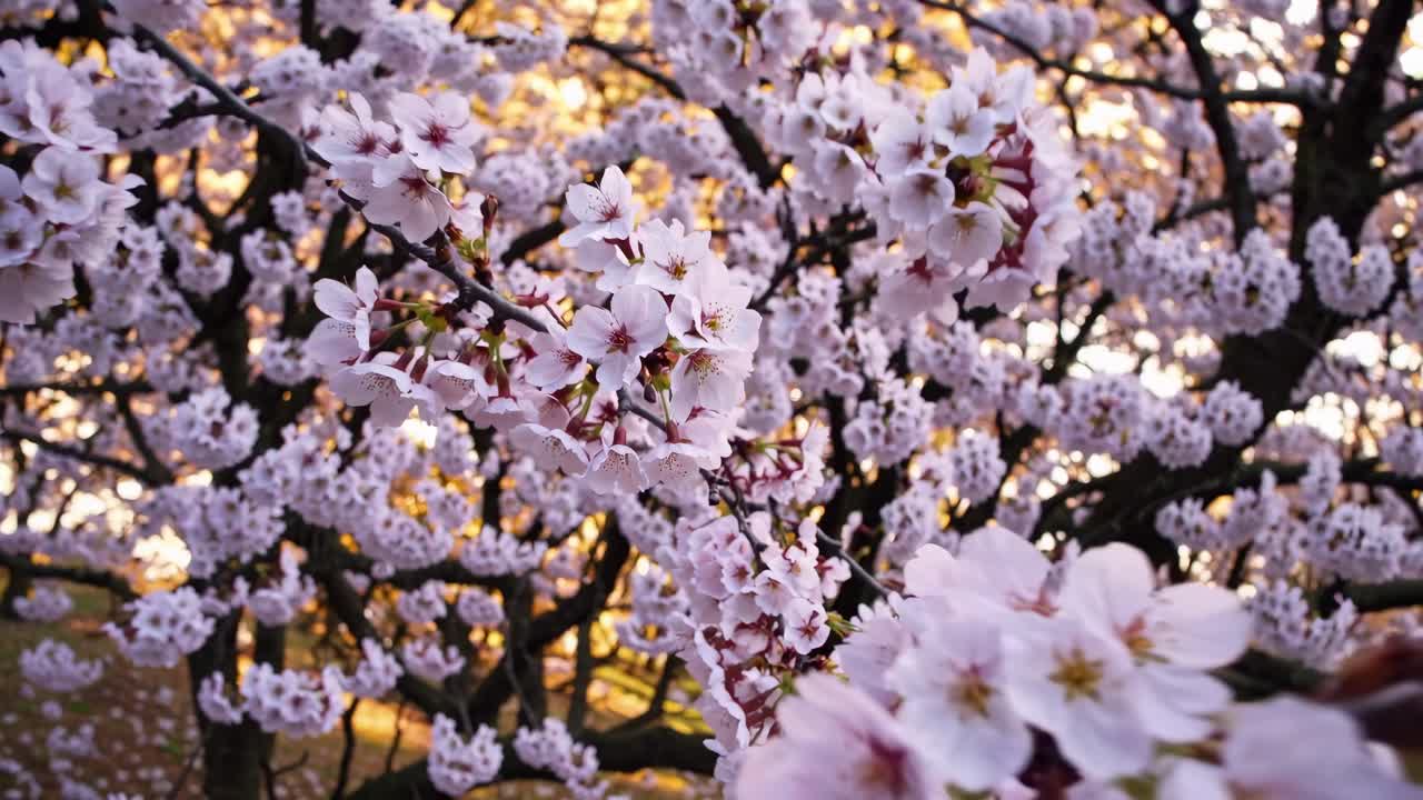 A close-up, low-angle shot of cherry blossoms in full bloom, capturing the delicate petals