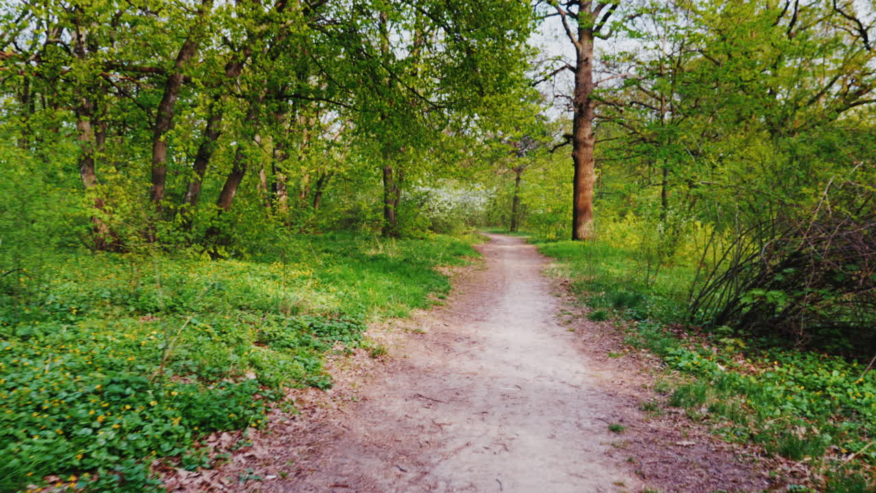 봄에 낙엽 활엽수림을 걷다