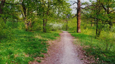 Spaziergang-In-Einem-Laubwald-Im-Frühling