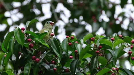 la cámara se inclina hacia arriba mostrando a este pájaro comiendo una fruta, la paloma verde de pico grueso treron curvirostra, tailandia