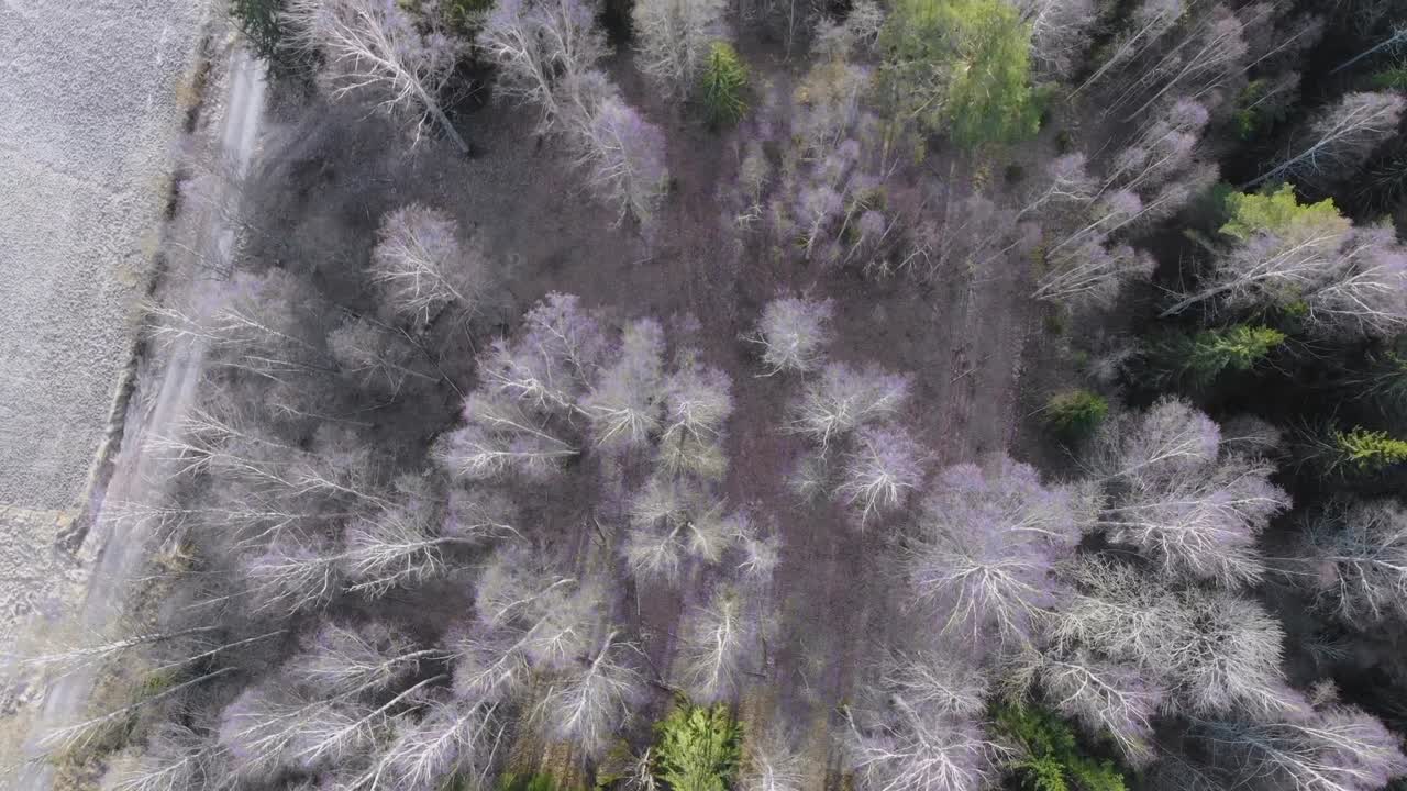 Drone filming trees from above