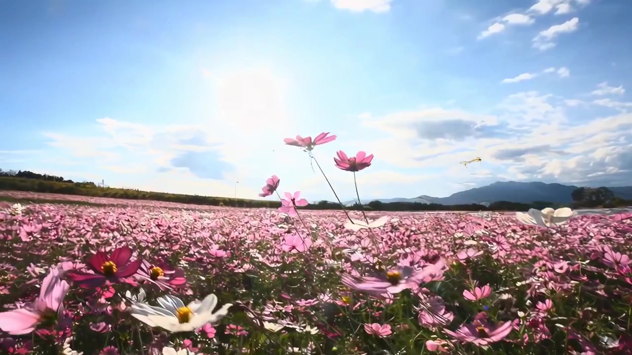 晴れた青い空の下の 活気のある宇宙の花畑