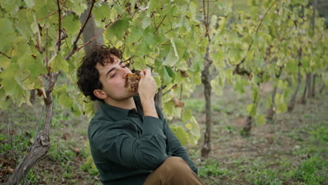 joven sentado en el viñedo bajo el arbusto comiendo uvas en un racimo verticalmente de cerca