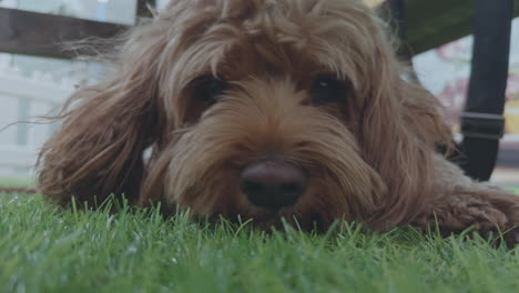 adorable perro cavapoo al aire libre
